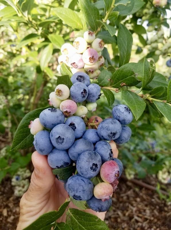 Urban BlueBerry Plantation Seeds