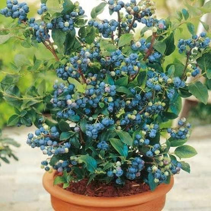Urban BlueBerry Plantation Seeds