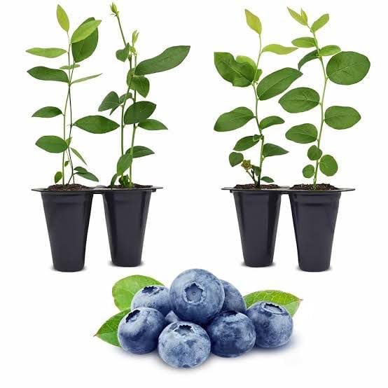Urban BlueBerry Plantation Seeds