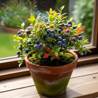 Urban BlueBerry Plantation Seeds