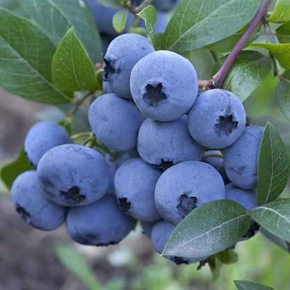 Urban BlueBerry Plantation Seeds