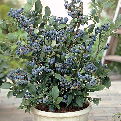 Urban BlueBerry Plantation Seeds