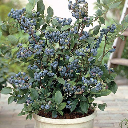 Urban BlueBerry Plantation Seeds